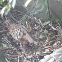 自宅庭でコジュケイが啼く… 悲喜交々
