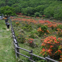赤城⑤見晴山ツツジ
