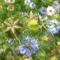 今どきの花など…空梅雨が心配です