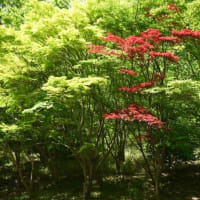 新緑を歩く