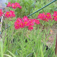 ba-baの花畑の花
