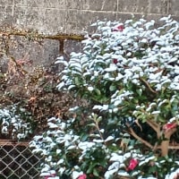 何年かぶりに積雪