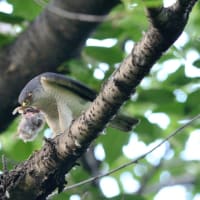 心に残る情景*「鳥景」見沼のツミ・雛五羽のうち二羽が巣立ちしました・・・