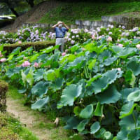 今年の鹿央蓮園・・・2025年7月