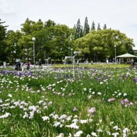 花しょうぶの彩りを楽しむ油ヶ渕の水辺と応仁寺-3