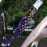 こいのぼり