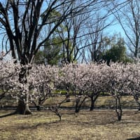 マッキーの「四季を楽しむ」：早春の花木