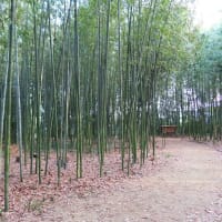 岸本記念自然緑地公園のヒメボタル２０２５