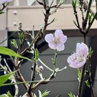 待望の春到来