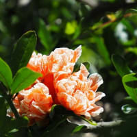 大船フラワーセンター６月の花散歩２