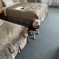 しらたまと白馬#2(白馬アルプスホテル)