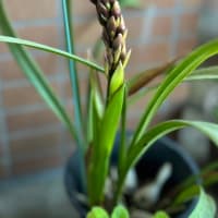 シンビジウムの花芽