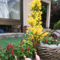 我が家の植物