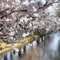 弘前公園　桜満開　2024.4.21