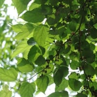梅雨入り前に