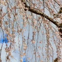 永福寺の枝垂桜