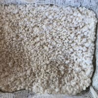 恒例のこうじ作り(その3)