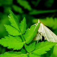 ホシオビホソノメイガ　♀