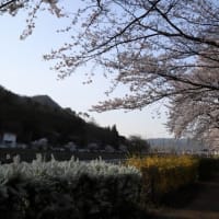  　　　　　　　　　　　　　　　　　　依田川の桜                                                                   