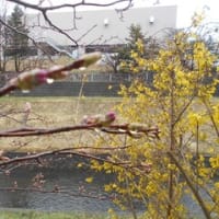 札幌では、今日、ソメイヨシノの開花が宣言されました。家の近所の月寒川、木々は芽吹き、マンサクも咲きました。エゾヤマザクラも蕾です