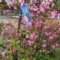 花曇りの中の桜吹雪
