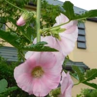 そろそろ梅雨に入る？