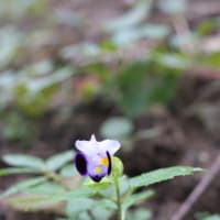 棚田の野草