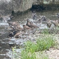 ヒヨドリの水浴び　住吉公園