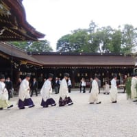 北野天満宮　夏越の大祓　土用干し　猫たちの茅の輪くぐり