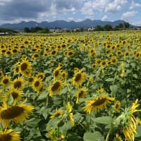 保渡田のひまわり迷路