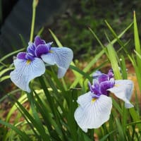 大船フラワーセンター６月の花散歩２