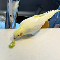 成吉思汗焼そば！！