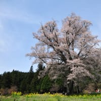 過去の写真～山桜