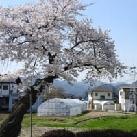 桜花爛漫 火の見櫓と桜 in 塩尻市片丘