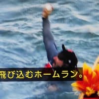 7月12日 今日の写真 花 と 平凡な朝    ・ オオタニ32号本塁打が