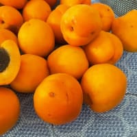 梅仕事おしまい　と　腹ペコ青虫