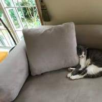 我が家の猫カースト