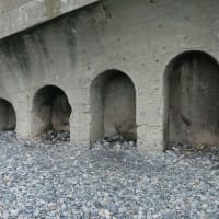 大磯照ヶ崎海岸～アオバト飛来