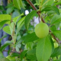 やっと更新～いちごの季節♪（＾ー＾*
