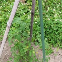 田舎へ　６月　④