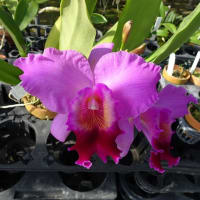 Rlc. Spring Backfire ' Koyama ' x C. Antonetta Mahan  ' Alpha '  BM／JOGA （株No.2896）