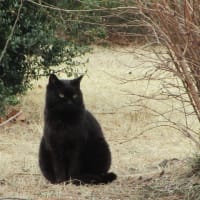春の猫たち