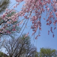 春の北海道大学構内観察会