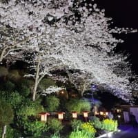 ｢大船観音｣の夜桜🌸ライトアップ✨