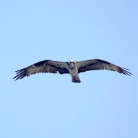 06/15探鳥記録写真：遠賀川河口の鳥たち（ミサゴの飛翔、）