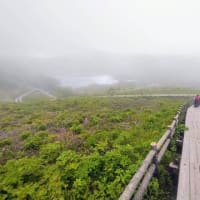 霧の八島湿原②