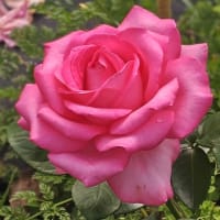 みつかるといいな散歩①薔薇とビロード草につつまれた乾杯の文字
