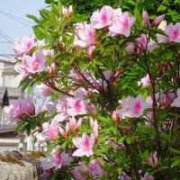 庭のツツジ（５）桃色花