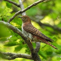 赤色のツツドリに出会う