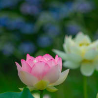 早咲きのハスの花咲く唐比ハス園　2025/6/22